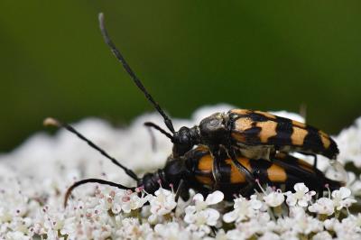 <i>Leptura quadrifasciata</i>