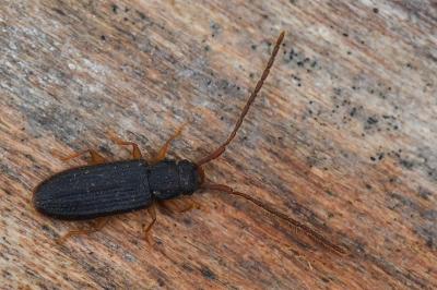 <i>Uleiota planatus</i>
