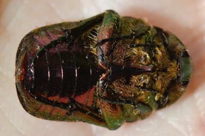 <i>Cetonia aurata</i>