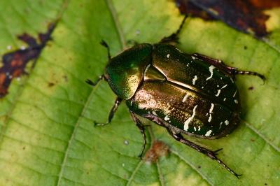 <i>Cetonia aurata</i>
