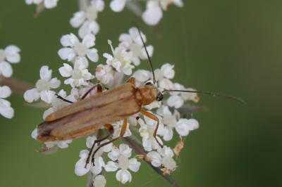 <i>Oedemera podagrariae</i>