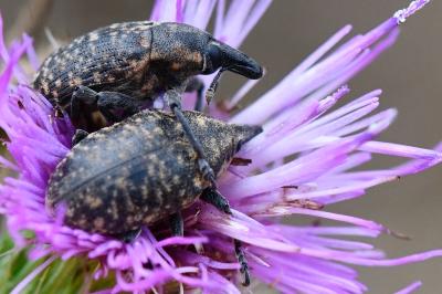 <i>Larinus turbinatus</i>