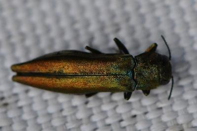<i>Agrilus</i>