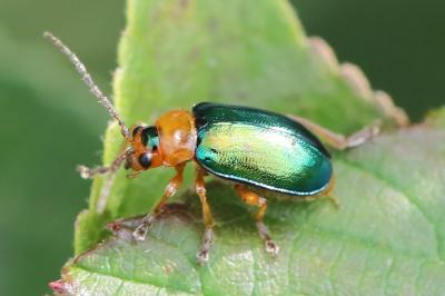 <i>Sermylassa halensis</i>
