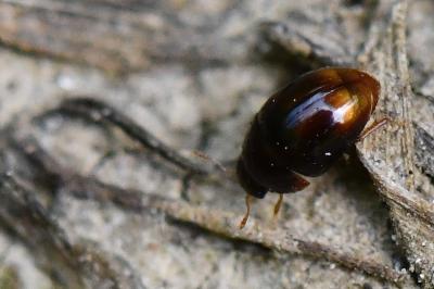 <i>Stilbus testaceus</i>