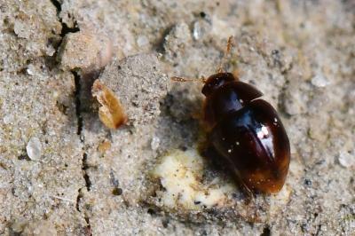 <i>Stilbus testaceus</i>