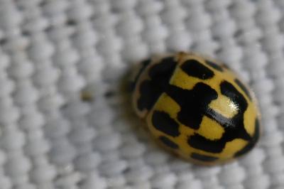 Coccinelle à damier