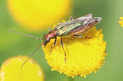 <i>Oedemera nobilis</i>