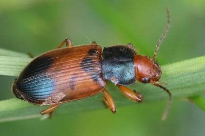 Diachromus germanus