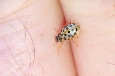 <i>Anisosticta novemdecimpunctata</i>