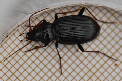 Nebria salina