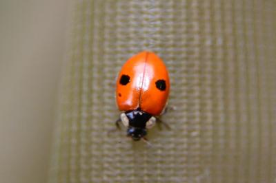 <i>Adalia bipunctata</i>