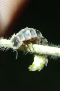 <i>Lampyris</i>