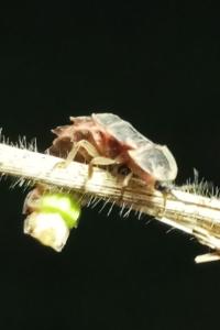<i>Lampyris</i>