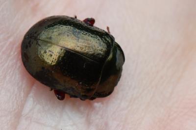 <i>Chrysolina bankii</i>