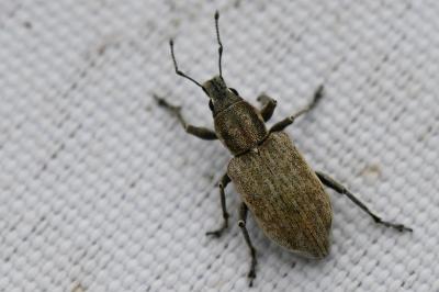 <i>Tanymecus palliatus</i>