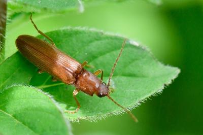 Athous campyloides