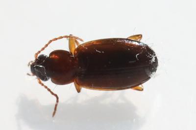 <i>Trechus quadristriatus</i>
