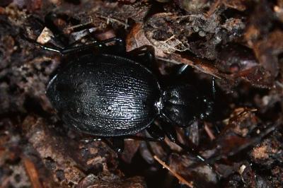 <i>Cychrus attenuatus</i>