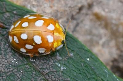 <i>Halyzia sedecimguttata</i>