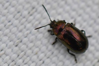 <i>Phratora</i>