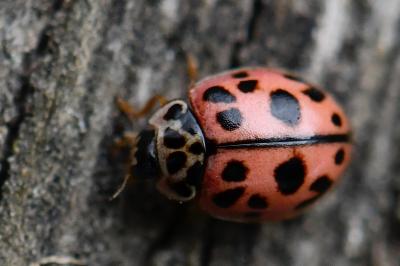 <i>Oenopia conglobata</i>