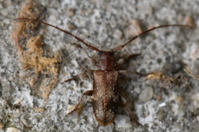 <i>Exocentrus adspersus</i>