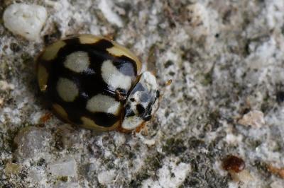 Adalia decempunctata