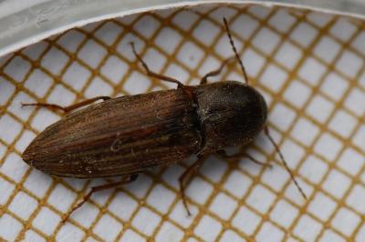 <i>Agriotes lineatus</i>