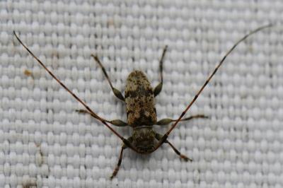 <i>Leiopus</i>