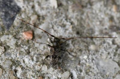 <i>Leiopus</i>