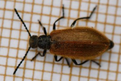 <i>Lagria hirta</i>