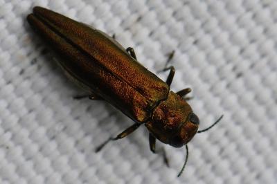 <i>Agrilus sinuatus</i>
