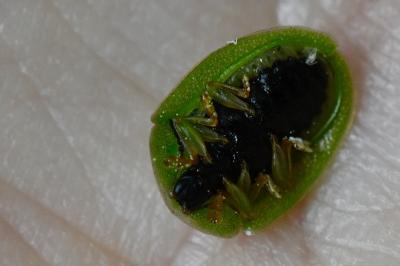 <i>Cassida viridis</i>