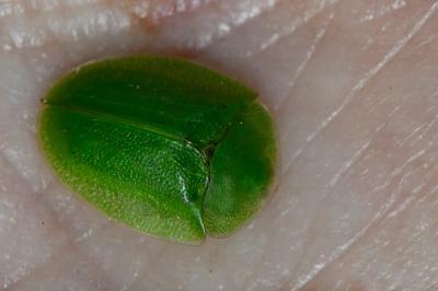 <i>Cassida viridis</i>