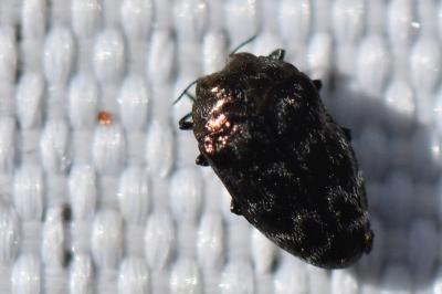 <i>Trachys minutus</i>