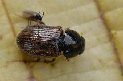 <i>Nimbus contaminatus</i>