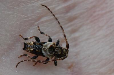 <i>Pogonocherus hispidus</i>