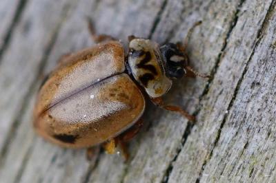 <i>Aphidecta obliterata</i>