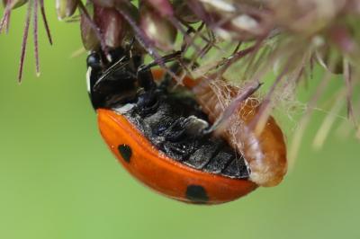 <i>Coccinella septempunctata</i>