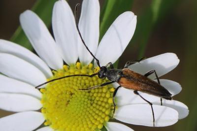 <i>Stenurella</i>