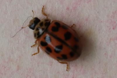 <i>Oenopia conglobata</i>