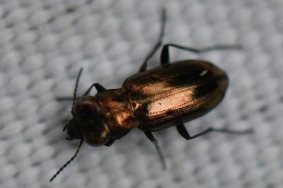 <i>Notiophilus substriatus</i>