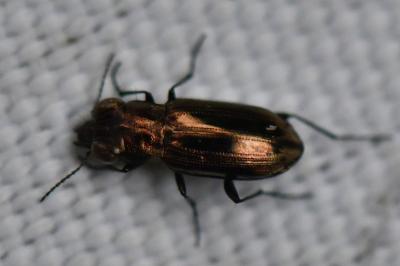 <i>Notiophilus substriatus</i>