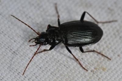 <i>Nebria salina</i>