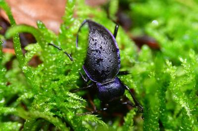 <i>Carabus problematicus</i>