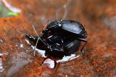 <i>Cychrus attenuatus</i>