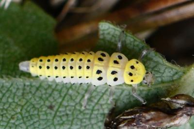 <i>Halyzia sedecimguttata</i>