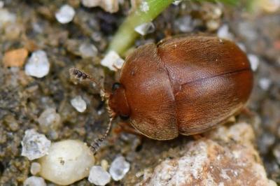 <i>Cychramus luteus</i>