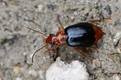 <i>Lebia marginata</i>
